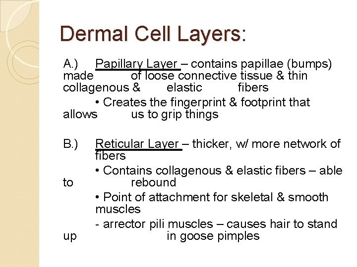 Dermal Cell Layers: A. ) Papillary Layer – contains papillae (bumps) made of loose