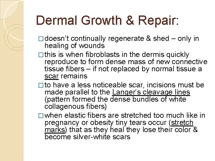 Dermal Growth & Repair: � doesn’t continually regenerate & shed – only in healing