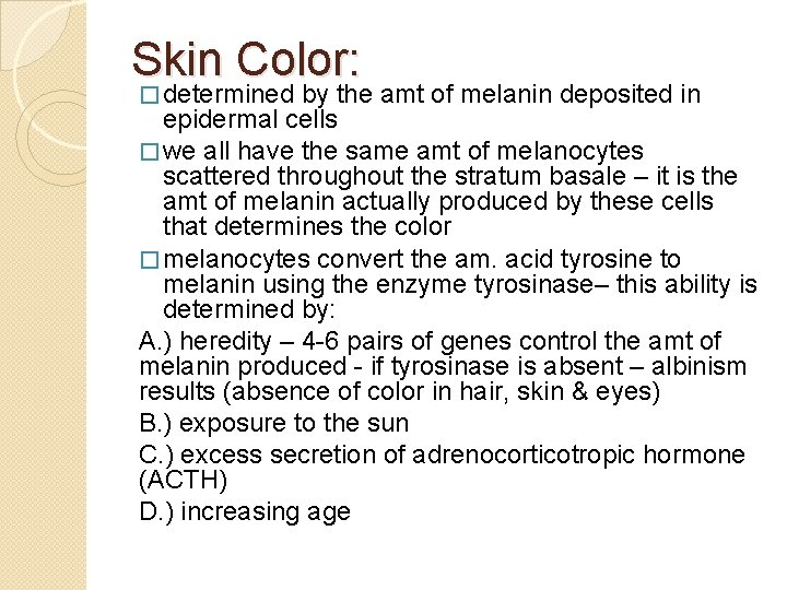 Skin Color: � determined by the amt of melanin deposited in epidermal cells �