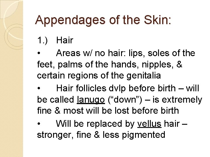 Appendages of the Skin: 1. ) Hair • Areas w/ no hair: lips, soles