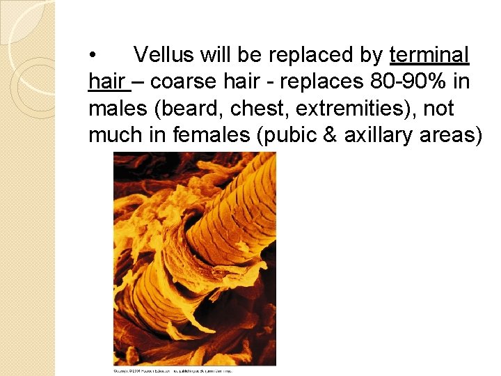  • Vellus will be replaced by terminal hair – coarse hair - replaces