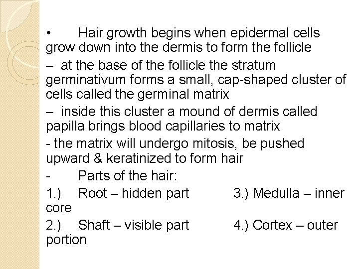  • Hair growth begins when epidermal cells grow down into the dermis to