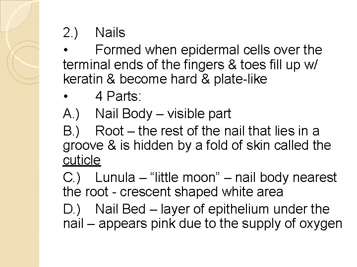 2. ) Nails • Formed when epidermal cells over the terminal ends of the