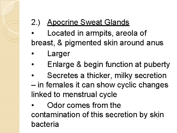 2. ) Apocrine Sweat Glands • Located in armpits, areola of breast, & pigmented