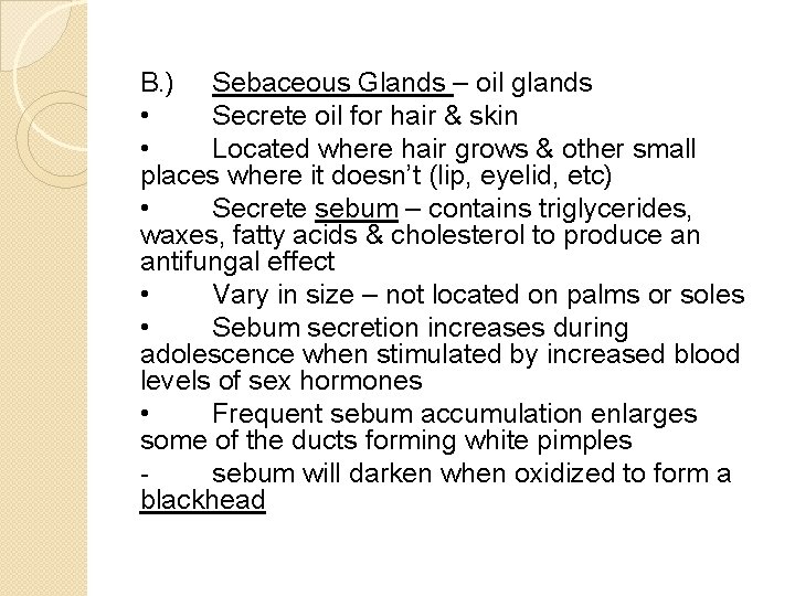 B. ) Sebaceous Glands – oil glands • Secrete oil for hair & skin