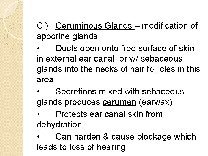 C. ) Ceruminous Glands – modification of apocrine glands • Ducts open onto free