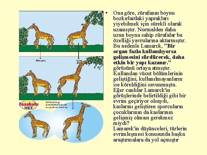  • Ona göre, zürafanın boynu bozkırlardaki yaprakları yiyebilmek için sürekli olarak uzamıştır. Normalden