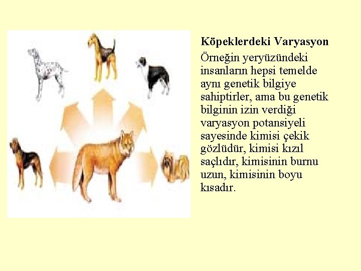  • Köpeklerdeki Varyasyon • Örneğin yeryüzündeki insanların hepsi temelde aynı genetik bilgiye sahiptirler,