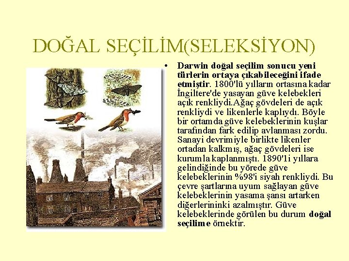 DOĞAL SEÇİLİM(SELEKSİYON) • Darwin doğal seçilim sonucu yeni türlerin ortaya çıkabileceğini ifade etmiştir. 1800'lü