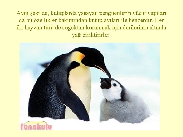 Ayni şekilde, kutuplarda yasayan penguenlerin vücut yapıları da bu özellikler bakımından kutup ayıları ile