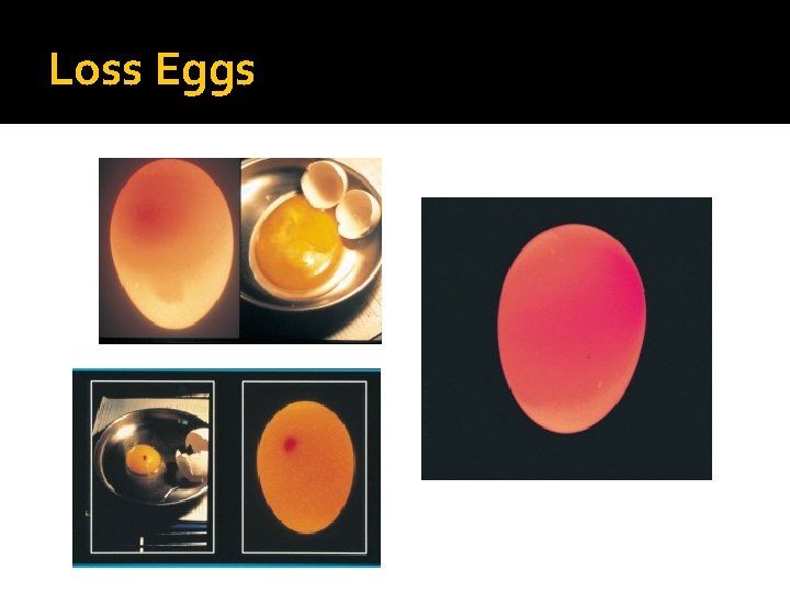 Loss Eggs Loss Eggs