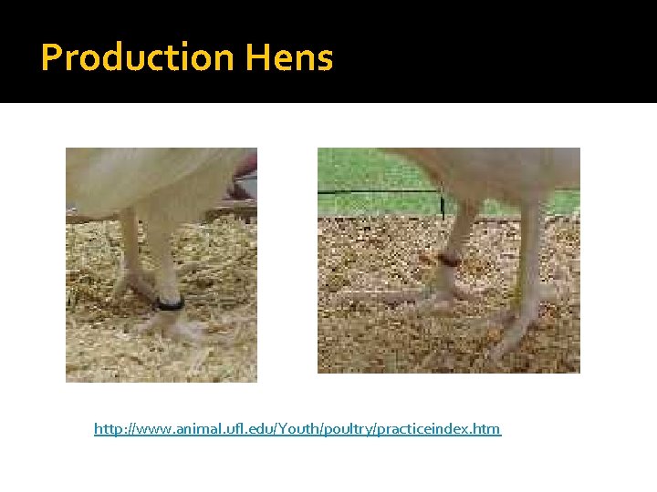 Production Hens http: //www. animal. ufl. edu/Youth/poultry/practiceindex. htm Production Hens http: //www. animal. ufl. edu/Youth/poultry/practiceindex. htm