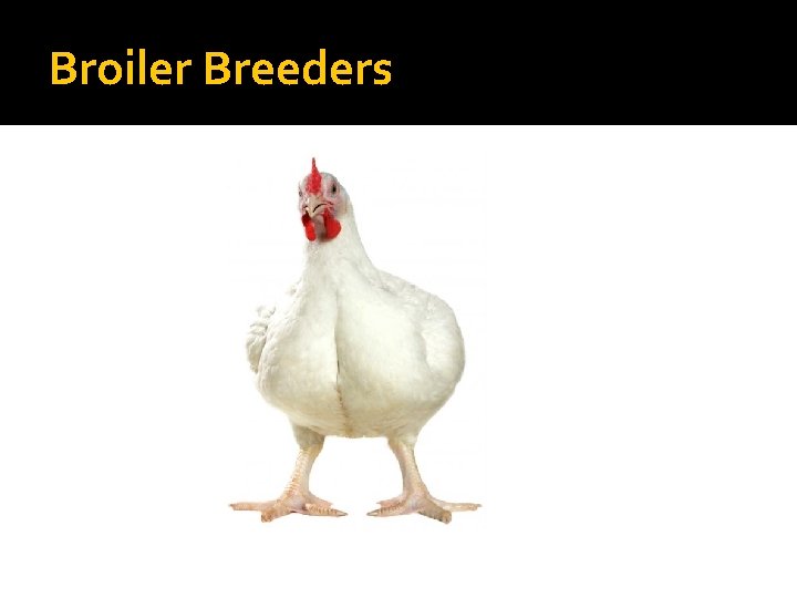 Broiler Breeders Broiler Breeders