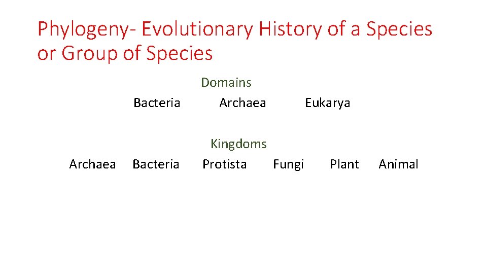 Phylogeny- Evolutionary History of a Species or Group of Species Archaea Bacteria Domains Archaea