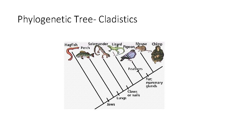 Phylogenetic Tree- Cladistics 