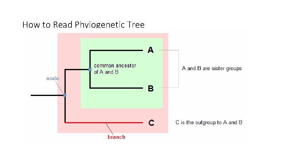 How to Read Phylogenetic Tree 