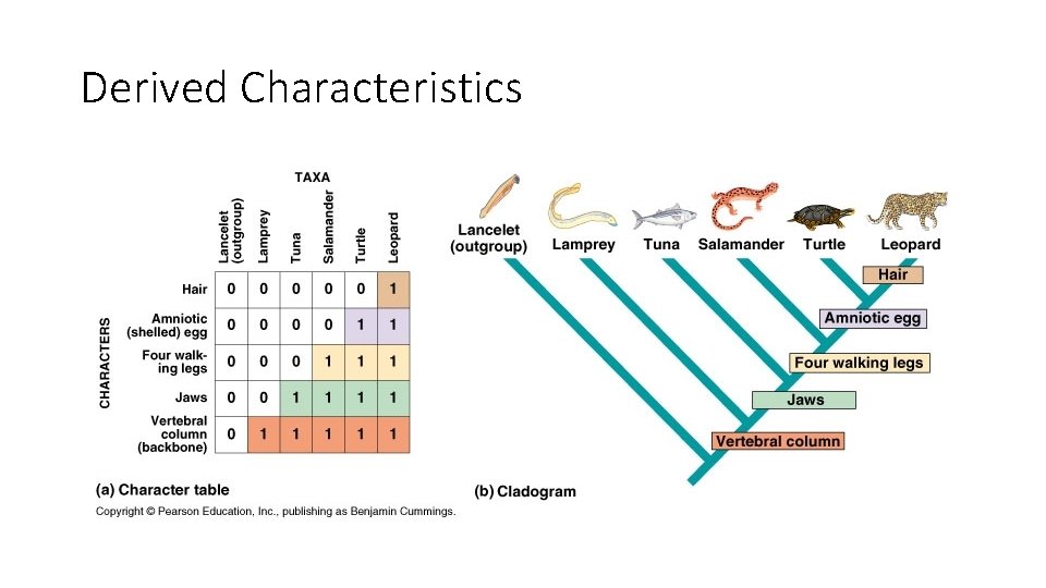 Derived Characteristics 