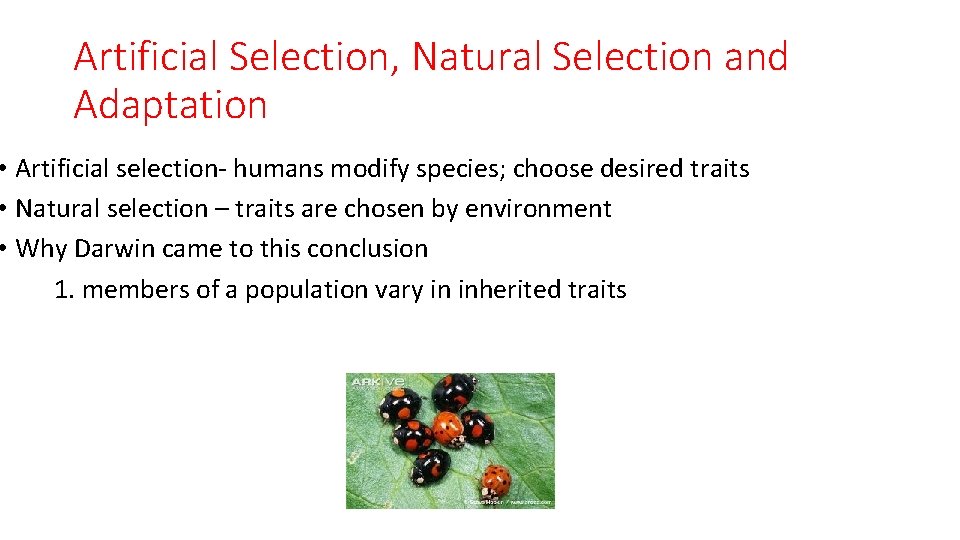 Artificial Selection, Natural Selection and Adaptation • Artificial selection- humans modify species; choose desired