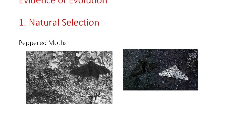 Evidence of Evolution 1. Natural Selection Peppered Moths 