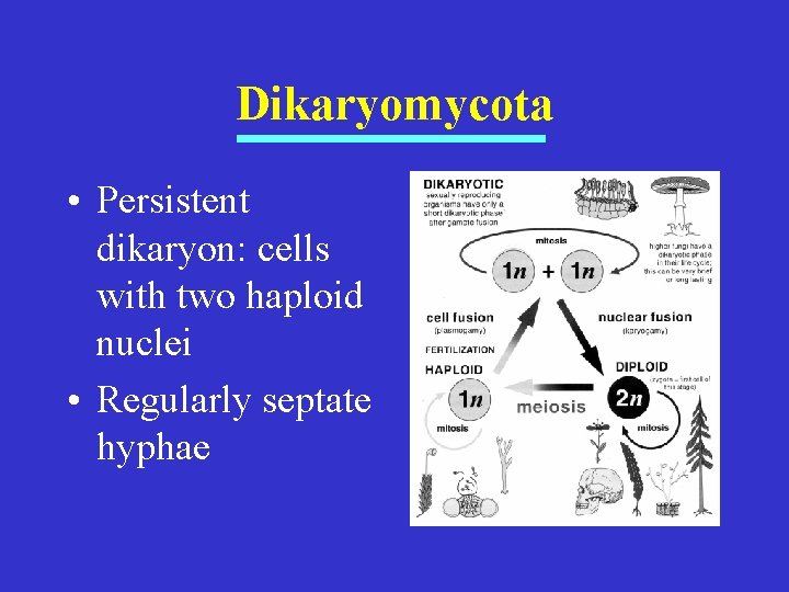 Dikaryomycota • Persistent dikaryon: cells with two haploid nuclei • Regularly septate hyphae 