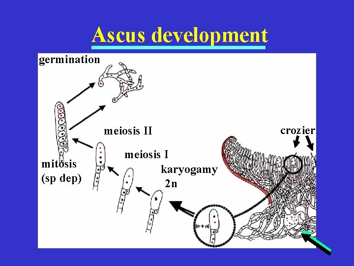 Ascus development germination meiosis II mitosis (sp dep) meiosis I karyogamy 2 n crozier