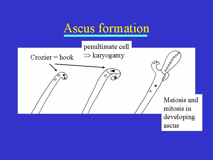 Ascus formation Crozier = hook penultimate cell karyogamy Meiosis and mitosis in developing ascus