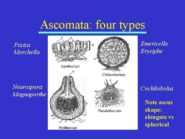 Ascomata: four types Peziza Morchella Emericella Erysiphe Neurospora Magnaporthe Cochliobolus Note ascus shape: elongate