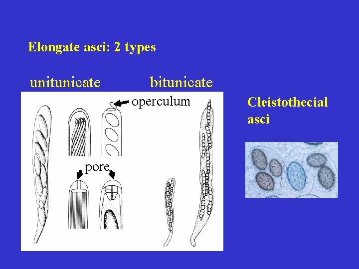 Elongate asci: 2 types unitunicate bitunicate operculum pore Cleistothecial asci 
