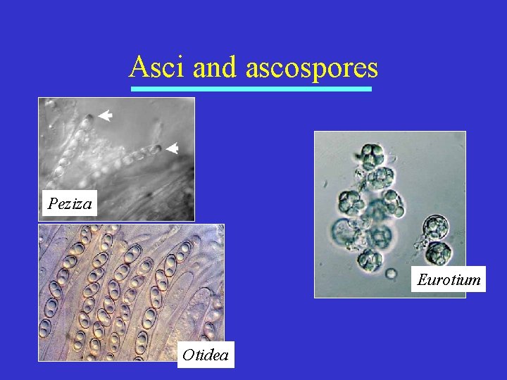 Asci and ascospores Peziza Eurotium Otidea 