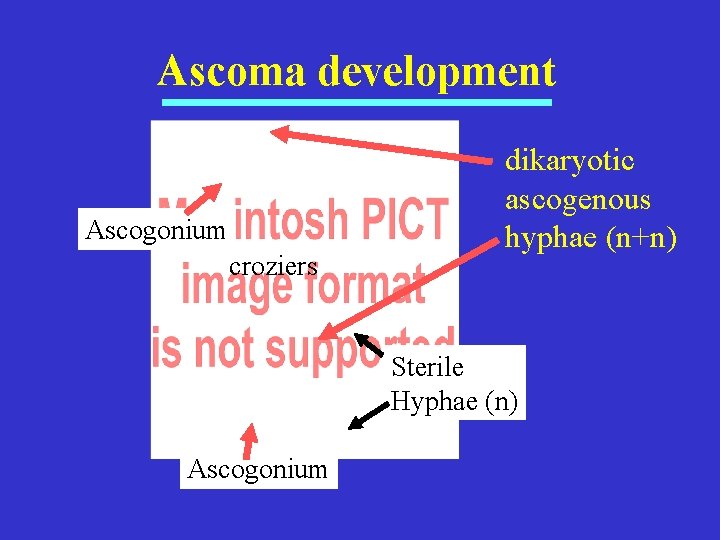 Ascoma development Ascogonium croziers dikaryotic ascogenous hyphae (n+n) Sterile Hyphae (n) Ascogonium 