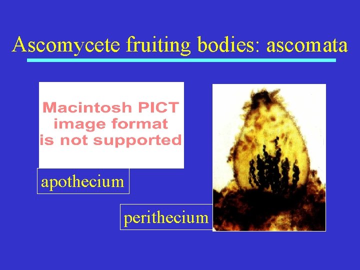 Ascomycete fruiting bodies: ascomata apothecium perithecium 
