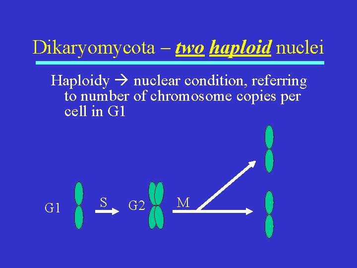 Dikaryomycota – two haploid nuclei Haploidy nuclear condition, referring to number of chromosome copies