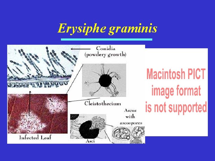 Erysiphe graminis 