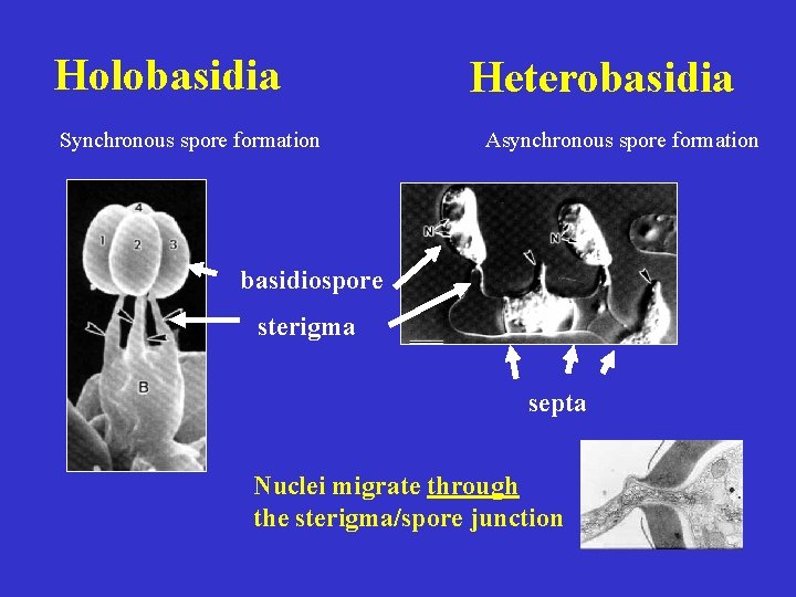 Holobasidia Synchronous spore formation Heterobasidia Asynchronous spore formation basidiospore sterigma septa Nuclei migrate through