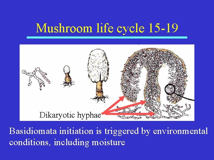 Mushroom life cycle 15 -19 Dikaryotic hyphae Basidiomata initiation is triggered by environmental conditions,