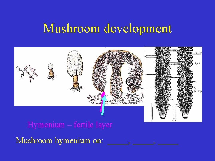 Mushroom development Hymenium – fertile layer Mushroom hymenium on: _____, _____ 
