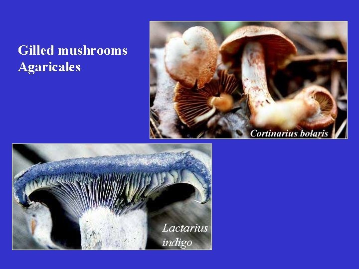 Gilled mushrooms Agaricales Lactarius indigo 