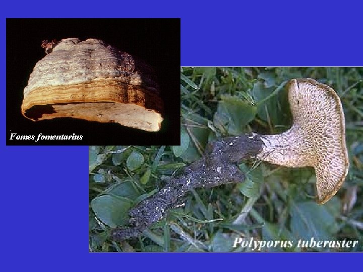 Fomes fomentarius 