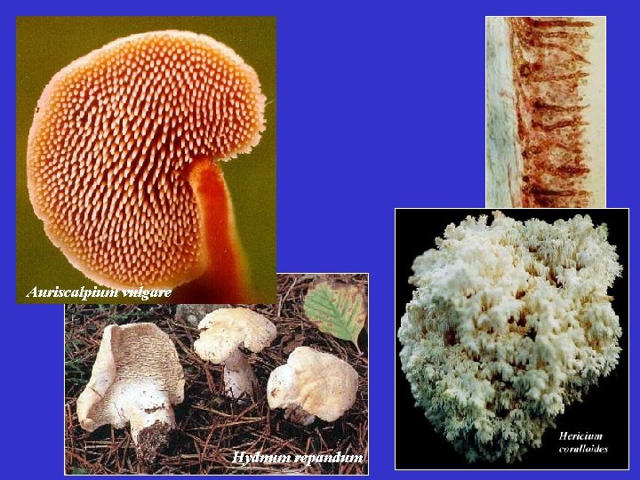 Auriscalpium vulgare Hydnum repandum 