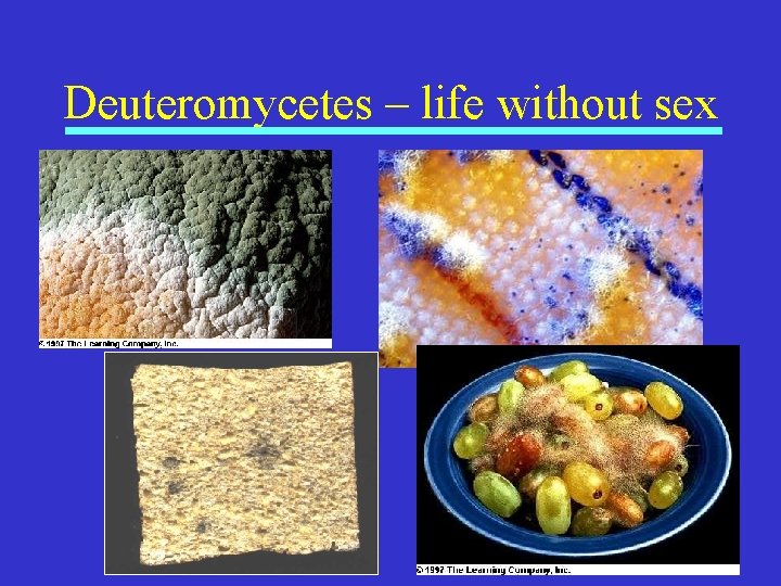 Deuteromycetes – life without sex 