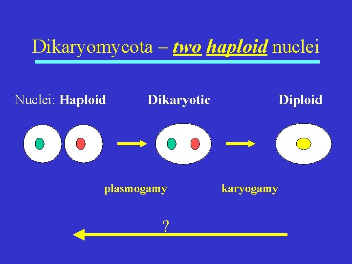 Dikaryomycota – two haploid nuclei Nuclei: Haploid Dikaryotic plasmogamy ? Diploid karyogamy 