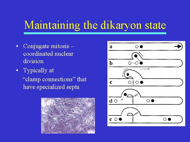 Maintaining the dikaryon state • Conjugate mitosis – coordinated nuclear division • Typically at