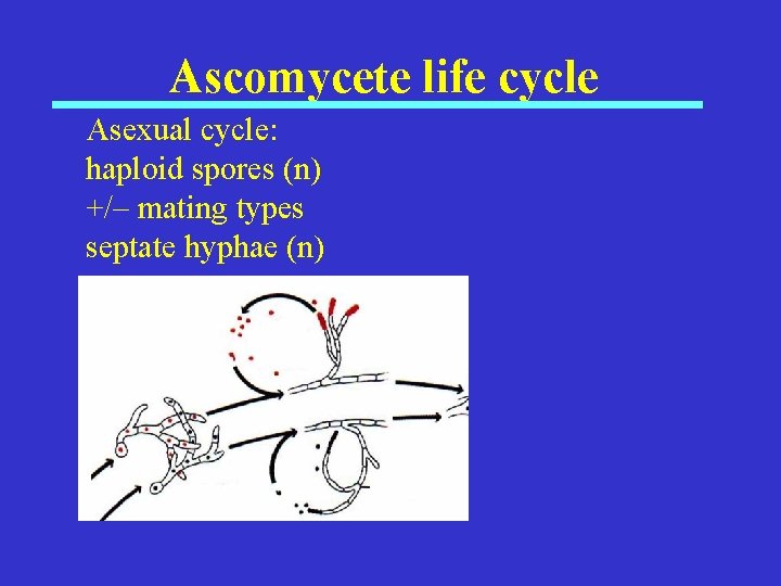 Ascomycete life cycle Asexual cycle: haploid spores (n) +/– mating types septate hyphae (n)