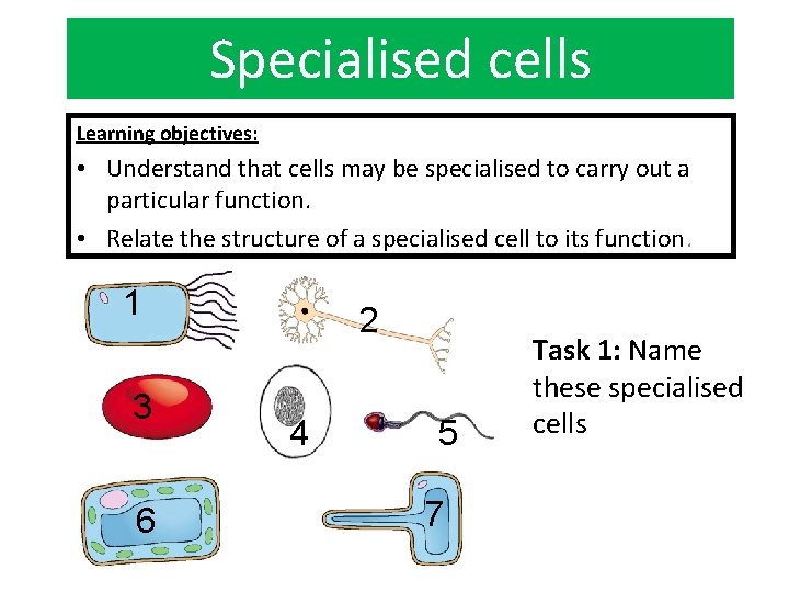 Specialised cells Learning objectives: • Understand that cells may be specialised to carry out