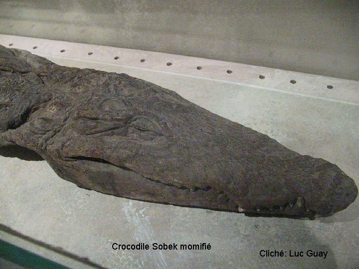 Crocodile Sobek momifié Cliché: Luc Guay 