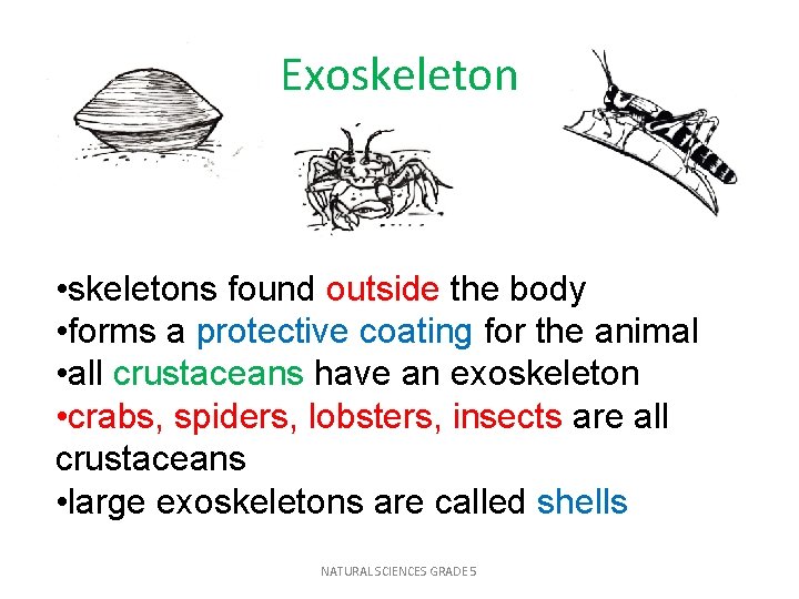 Exoskeleton • skeletons found outside the body • forms a protective coating for the