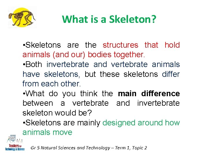 What is a Skeleton? • Skeletons are the structures that hold animals (and our)