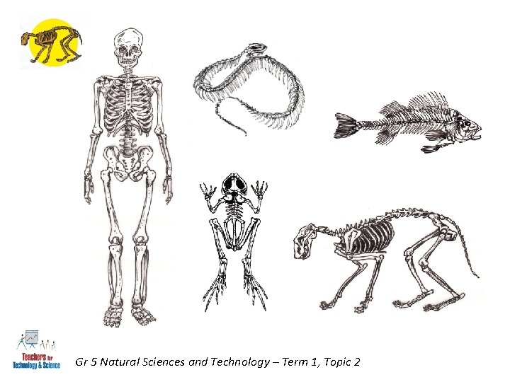 Gr 5 Natural Sciences and Technology – Term 1, Topic 2 