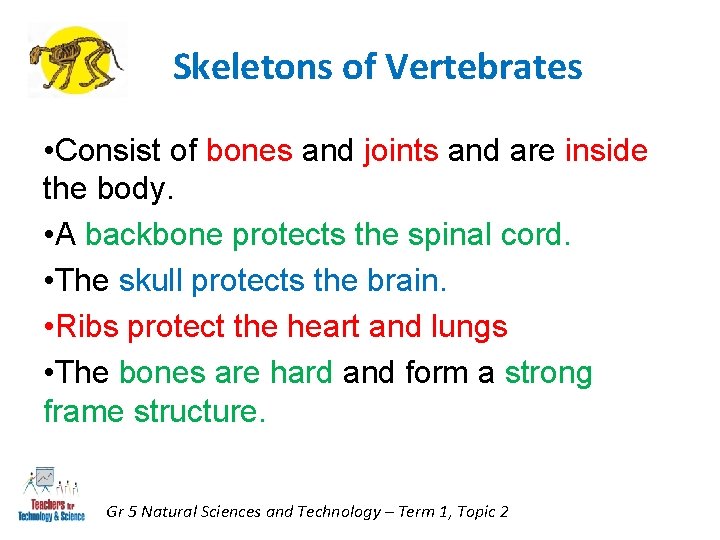 Skeletons of Vertebrates • Consist of bones and joints and are inside the body.