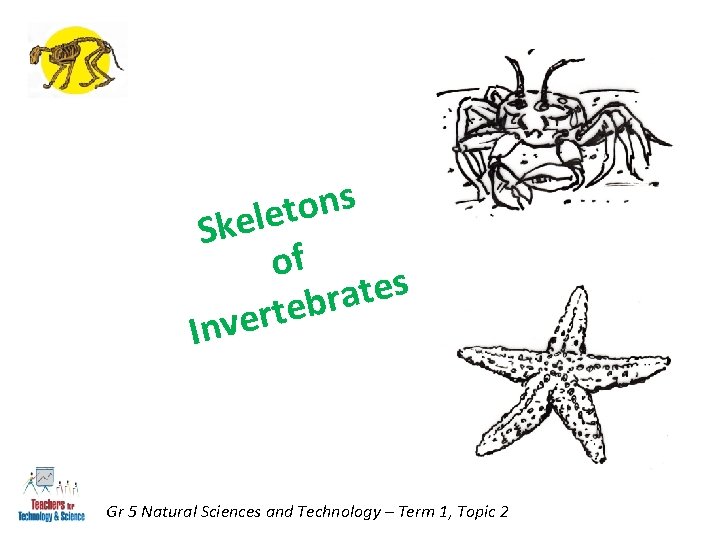 s n o t Skele of s e t a r b e t